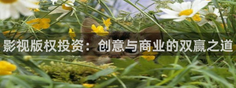 晴天影视在线观看免费：影视版权投资：创意与商业的双赢之道
